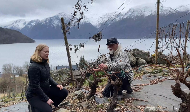 Forskar på vingard i Sogn med bonden