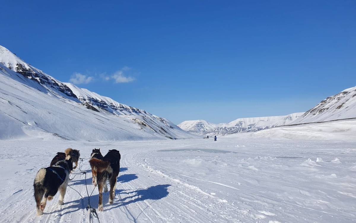 hundekøyring svalbard