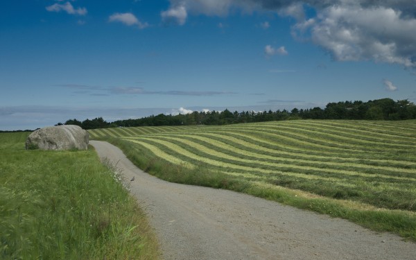 Veg i åker