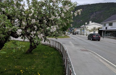 Bilveg langs eplehage i sentrum av bygd