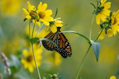 flower butterfly