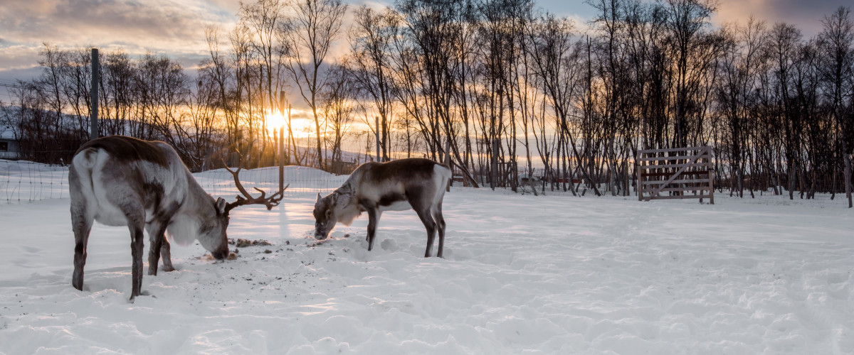 Rein i solnedgang
